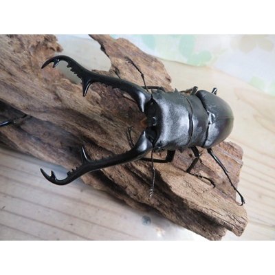 画像2: ☆新成虫☆ギラファノコギリクワガタ（亜種ケイスケ）♂103ミリ♀52ミリペア＋♀50ミリ計3頭トリオ販売！！