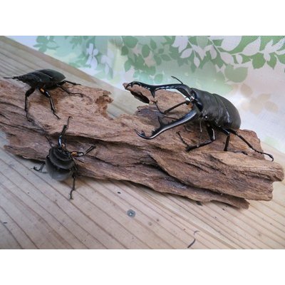 画像6: ☆新成虫☆ギラファノコギリクワガタ（亜種ケイスケ）♂103ミリ♀52ミリペア＋♀50ミリ計3頭トリオ販売！！