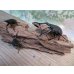 画像6: ☆新成虫☆ギラファノコギリクワガタ（亜種ケイスケ）♂103ミリ♀52ミリペア＋♀50ミリ計3頭トリオ販売！！ (6)