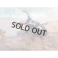 26年種親用☆D V産☆ウエストウッディ オオシカクワガタ♂49ミリ♀42ミリ別血統サービスペア販売！！