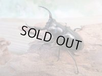 26年種親用☆D V産☆ウエストウッディ オオシカクワガタ♂49ミリ♀42ミリ別血統サービスペア販売！！