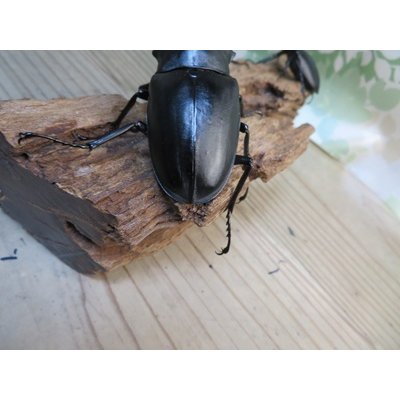 画像3: ☆新成虫☆ギラファノコギリクワガタ（亜種ケイスケ）♂103ミリ♀52ミリペア＋♀50ミリ計3頭トリオ販売！！