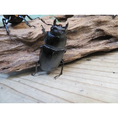 画像4: ☆新成虫☆ギラファノコギリクワガタ（亜種ケイスケ）♂103ミリ♀52ミリペア＋♀50ミリ計3頭トリオ販売！！