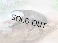 ☆新成虫☆パラワンオオヒラタクワガタ♂95ミリ♀45ミリペア販売！！