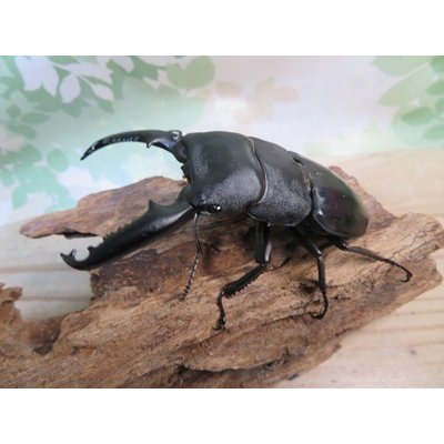 画像1: ☆新成虫☆パラワンオオヒラタクワガタ♂95ミリ♀45ミリペア販売！！