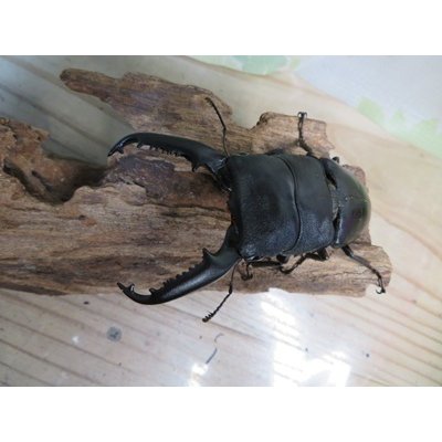 画像2: ☆新成虫☆パラワンオオヒラタクワガタ♂95ミリ♀45ミリペア販売！！