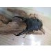 画像2: ☆新成虫☆パラワンオオヒラタクワガタ♂95ミリ♀45ミリペア販売！！ (2)