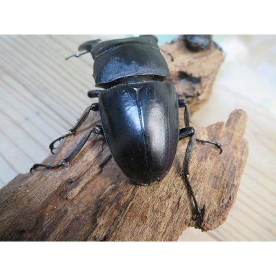 画像3: ☆新成虫☆パラワンオオヒラタクワガタ♂89ミリ♀48ミリペア販売！！