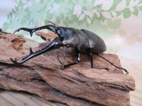 ☆新成虫☆ギラファノコギリクワガタ（亜種ケイスケ）♂103ミリ♀52ミリペア＋♀50ミリ計3頭トリオ販売！！