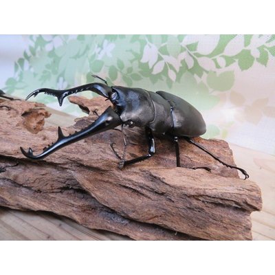 画像1: ☆新成虫☆ギラファノコギリクワガタ（亜種ケイスケ）♂103ミリ♀52ミリペア＋♀50ミリ計3頭トリオ販売！！