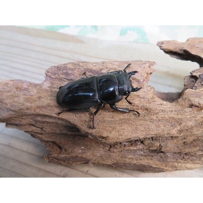 画像4: ☆新成虫☆パラワンオオヒラタクワガタ♂95ミリ♀45ミリペア販売！！