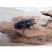 画像4: ☆新成虫☆パラワンオオヒラタクワガタ♂95ミリ♀45ミリペア販売！！ (4)