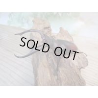 ☆新成虫☆マンディブラリスフタマタクワガタ（原名亜種）♂78ミリ♀44ミリペア販売！！