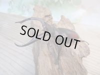 ☆新成虫☆マンディブラリスフタマタクワガタ（原名亜種）♂78ミリ♀44ミリペア販売！！