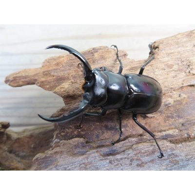 画像2: 26年種親用☆D V産☆ウエストウッディ オオシカクワガタ♂49ミリ♀42ミリ別血統サービスペア販売！！