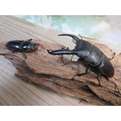 画像5: ☆新成虫☆パラワンオオヒラタクワガタ♂89ミリ♀48ミリペア販売！！