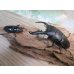 画像5: ☆新成虫☆パラワンオオヒラタクワガタ♂89ミリ♀48ミリペア販売！！ (5)