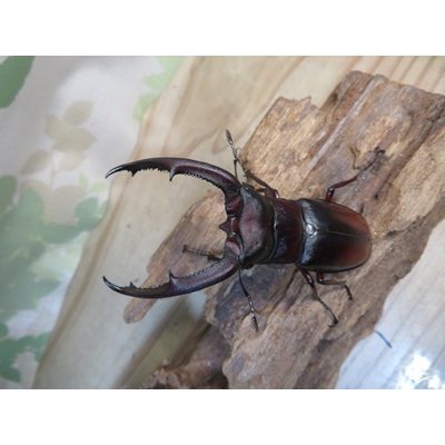 画像2: ☆新成虫☆マンディブラリスフタマタクワガタ（原名亜種）♂78ミリ♀44ミリペア販売！！