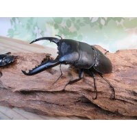 ☆新成虫☆パラワンオオヒラタクワガタ♂89ミリ♀48ミリペア販売！！