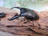 ☆新成虫☆パラワンオオヒラタクワガタ♂89ミリ♀48ミリペア販売！！