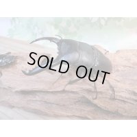 ☆新成虫☆パラワンオオヒラタクワガタ♂89ミリ♀48ミリペア販売！！