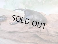 ☆新成虫☆パラワンオオヒラタクワガタ♂89ミリ♀48ミリペア販売！！