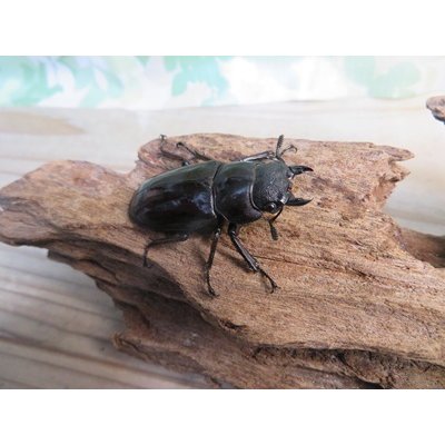 画像4: ☆新成虫☆マンディブラリスフタマタクワガタ（原名亜種）♂78ミリ♀44ミリペア販売！！