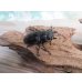 画像4: ☆新成虫☆マンディブラリスフタマタクワガタ（原名亜種）♂78ミリ♀44ミリペア販売！！ (4)
