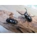 画像5: 26年種親用☆D V産☆ウエストウッディ オオシカクワガタ♂49ミリ♀42ミリ別血統サービスペア販売！！ (5)