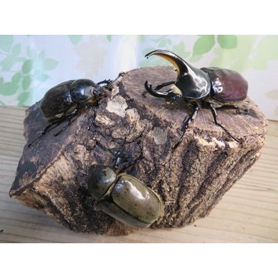 画像6: ☆新成虫☆グラントシロカブト♂70ミリ♀50ミリペア＋♀50ミリ計3頭トリオ販売！！