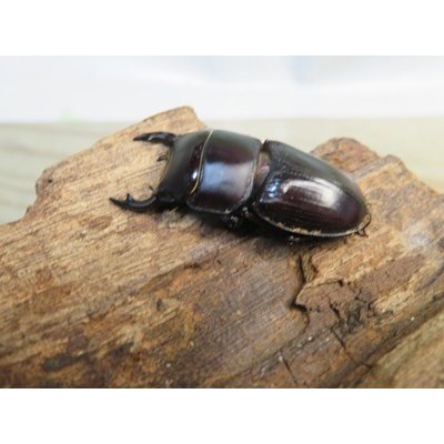 画像1: 稀少新成虫☆WF4☆スキットオオクワガタ♂33.2ミリ♀27.6ミリペア販売！！