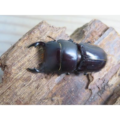 画像2: 稀少新成虫☆WF4☆スキットオオクワガタ♂33.2ミリ♀27.6ミリペア販売！！