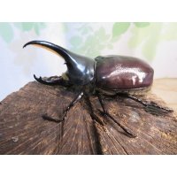 ☆新成虫☆グラントシロカブト♂70ミリ♀50ミリペア＋♀50ミリ計3頭トリオ販売！！