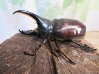 ☆新成虫☆グラントシロカブト♂70ミリ♀50ミリペア＋♀50ミリ計3頭トリオ販売！！