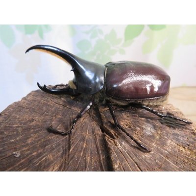 画像1: ☆新成虫☆グラントシロカブト♂70ミリ♀50ミリペア＋♀50ミリ計3頭トリオ販売！！