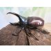 画像1: ☆新成虫☆グラントシロカブト♂70ミリ♀50ミリペア＋♀50ミリ計3頭トリオ販売！！ (1)