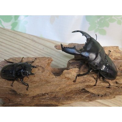 画像5: 新成虫☆アチェ産☆スマトラオオヒラタクワガタ♂-B87ミリ♀49ミリペア販売！！