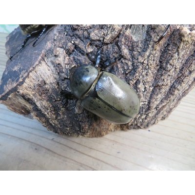 画像5: ☆新成虫☆グラントシロカブト♂70ミリ♀50ミリペア＋♀50ミリ計3頭トリオ販売！！