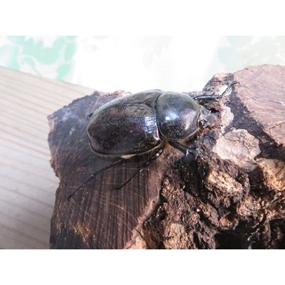 画像4: ☆新成虫☆グラントシロカブト♂70ミリ♀50ミリペア＋♀50ミリ計3頭トリオ販売！！
