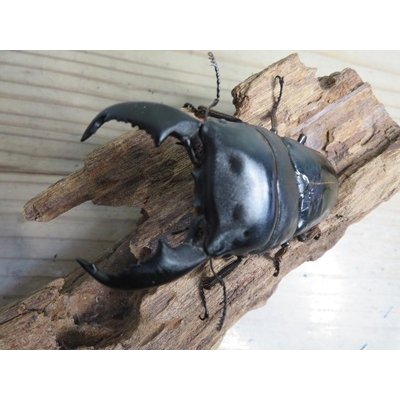 画像2: 新成虫☆アチェ産☆スマトラオオヒラタクワガタ♂-B87ミリ♀49ミリペア販売！！