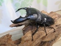新成虫☆アチェ産☆スマトラオオヒラタクワガタ♂-B87ミリ♀49ミリペア販売！！