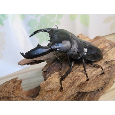 画像1: 新成虫☆アチェ産☆スマトラオオヒラタクワガタ♂-B87ミリ♀49ミリペア販売！！