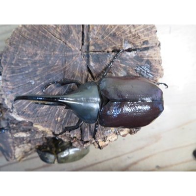画像2: ☆新成虫☆グラントシロカブト♂70ミリ♀50ミリペア＋♀50ミリ計3頭トリオ販売！！