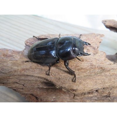 画像4: 新成虫☆アチェ産☆スマトラオオヒラタクワガタ♂-B87ミリ♀49ミリペア販売！！
