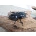 画像4: 新成虫☆アチェ産☆スマトラオオヒラタクワガタ♂-B87ミリ♀49ミリペア販売！！ (4)