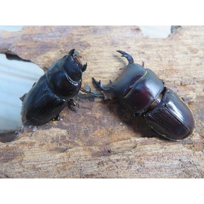 画像5: 稀少新成虫☆WF4☆スキットオオクワガタ♂33.2ミリ♀27.6ミリペア販売！！