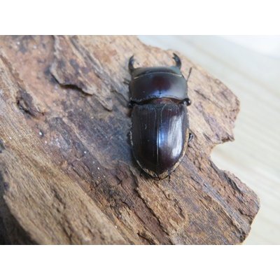 画像3: 稀少新成虫☆WF4☆スキットオオクワガタ♂33.2ミリ♀27.6ミリペア販売！！