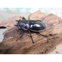 ☆新成虫☆ヤエヤママルバネクワガタ♀46ミリ単品販売！！