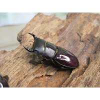 稀少種☆WF3☆カツラオオクワガタssp♂30.2ミリ♀25.3ミリ新成虫ペア販売！！