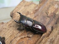 稀少種☆WF3☆カツラオオクワガタssp♂30.2ミリ♀25.3ミリ新成虫ペア販売！！